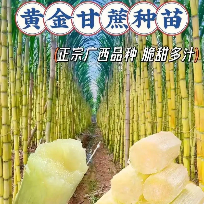 广西黄金甜脆甘蔗种苗皮薄脆甜水果甘蔗种苗黄皮甘蔗种苗可以盆栽