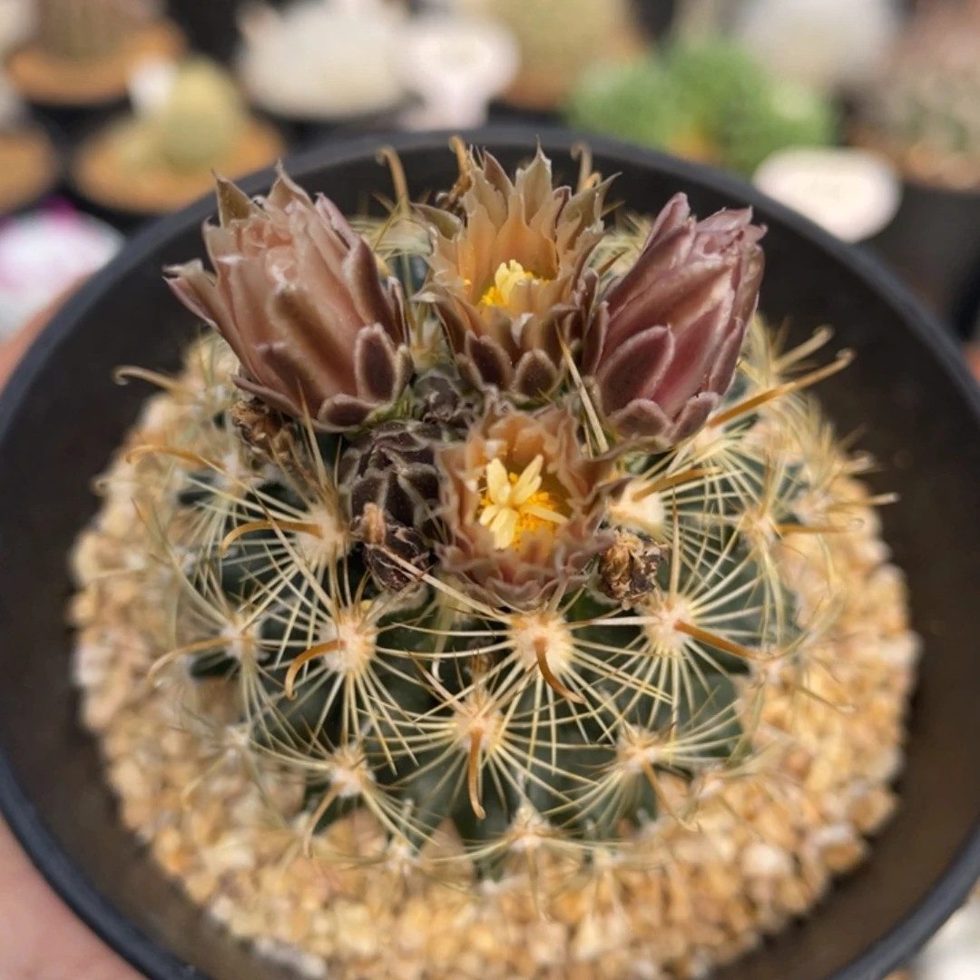 金罗莎          实生根