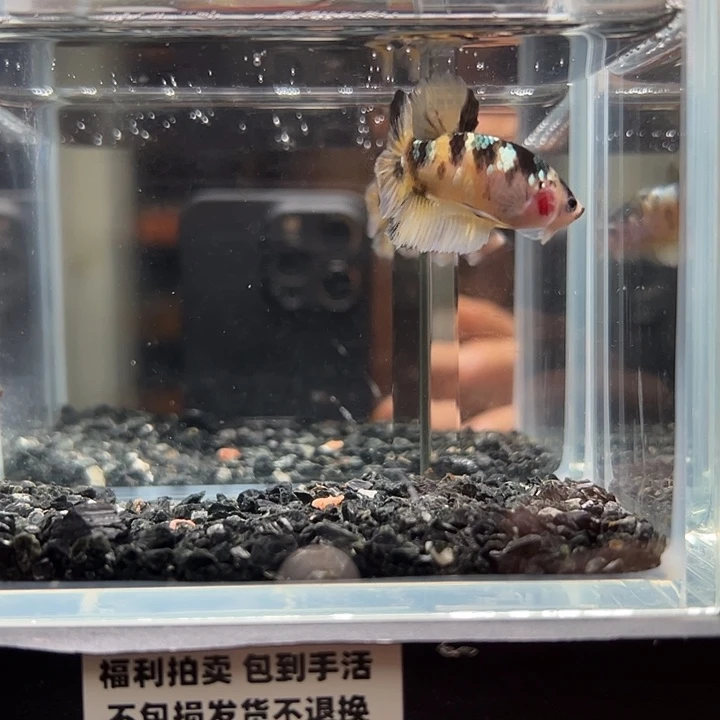 斗鱼竞拍跑单拉黑27号102