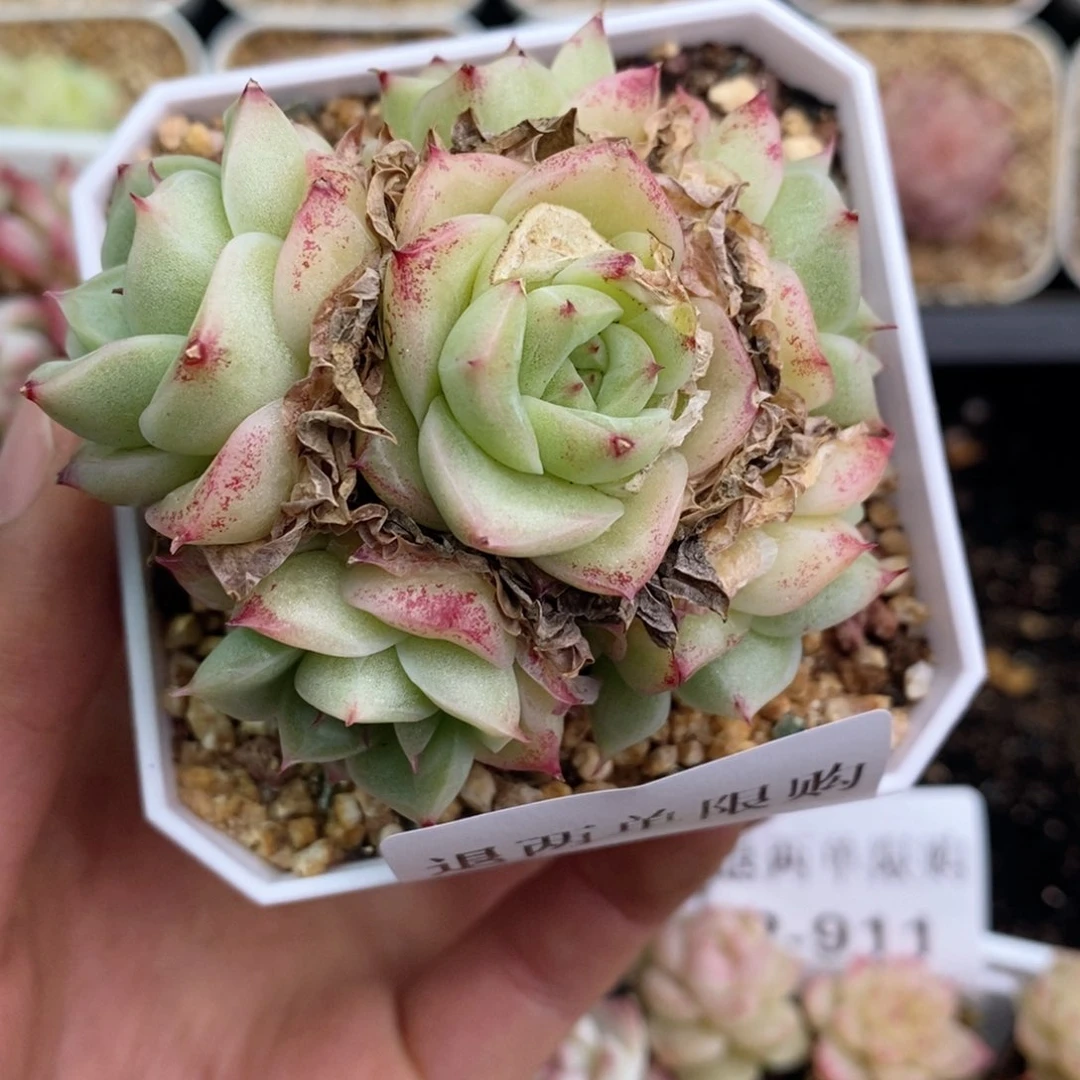 帅*方2-912 新疆西藏内蒙不发其他12.8包邮两到三多肉