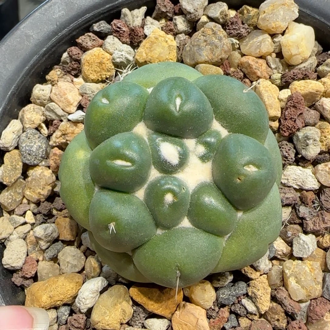 017萝卜根蜘蛛之眼多肉