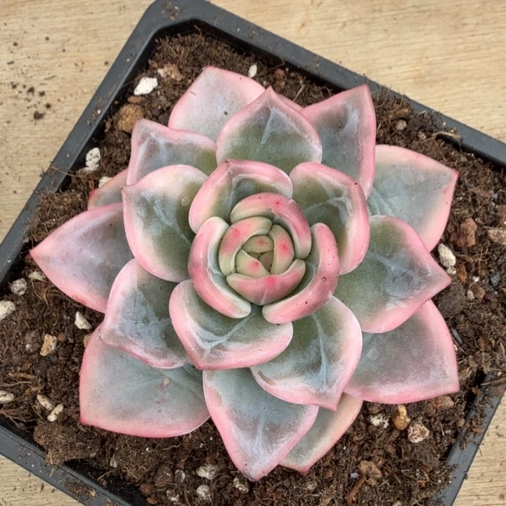 伊丽莎白腹轮锦一刻的
