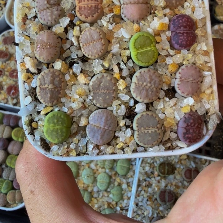 C*多肉葡萄的季节93