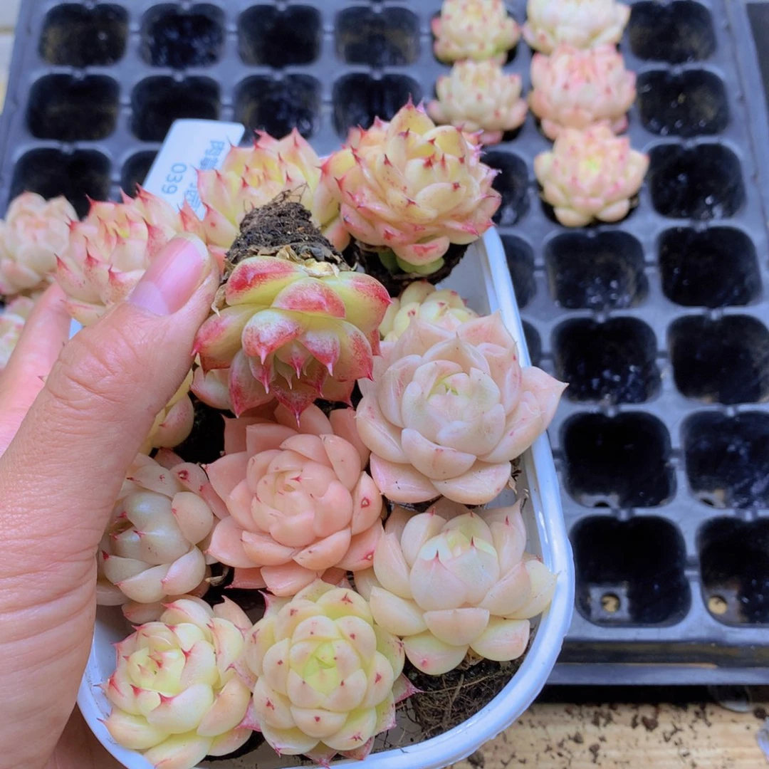 雪***J我要去看你了啊039