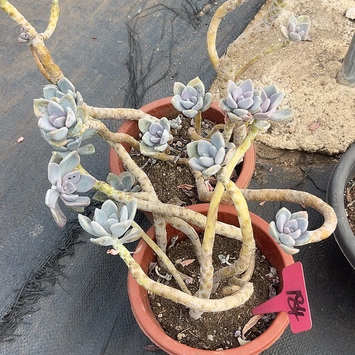 鬼***泪晨语多肉，一物一拍184