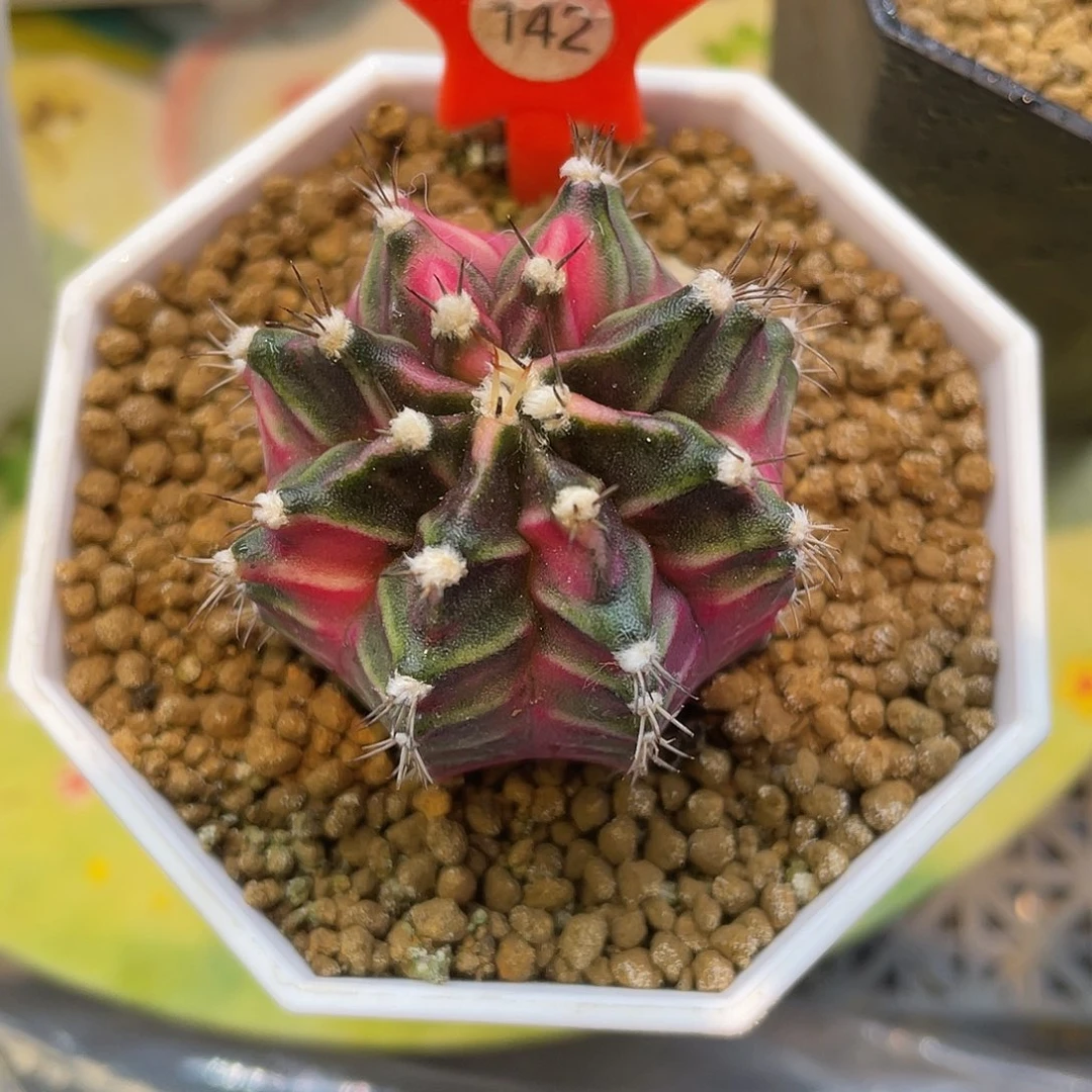 1-142米哈锦3.9厘米