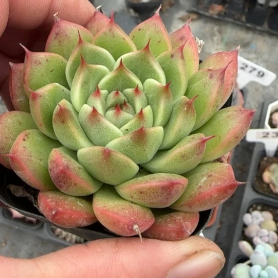 283海王多肉植物多