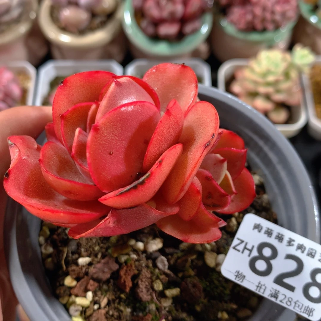 5CM拇指盆精控多肉ZH828