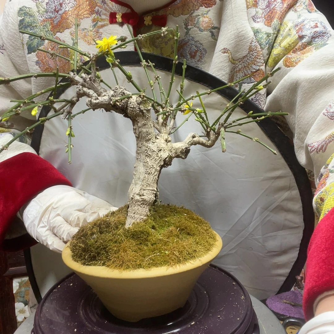 无花朵迎春花开了