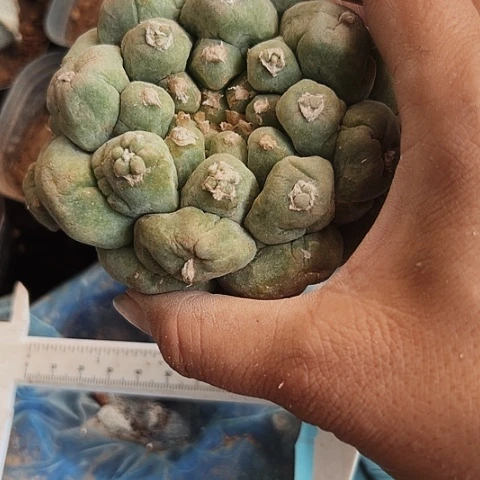 434处理不售后不售后