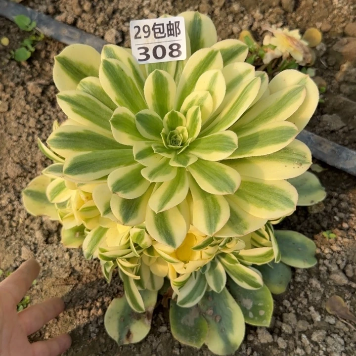 辛尼亚……多肉植物……