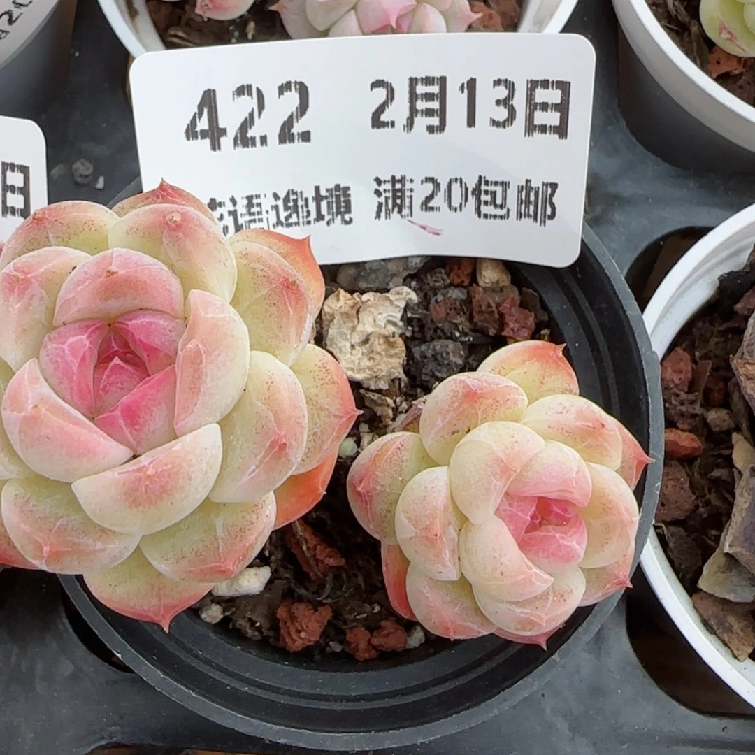 花语逸境0213-422