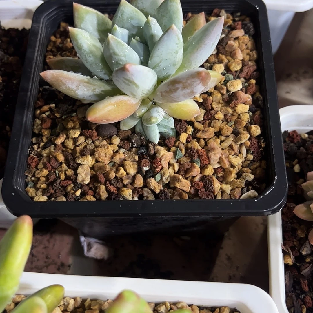 伊丽莎白多肉植物
