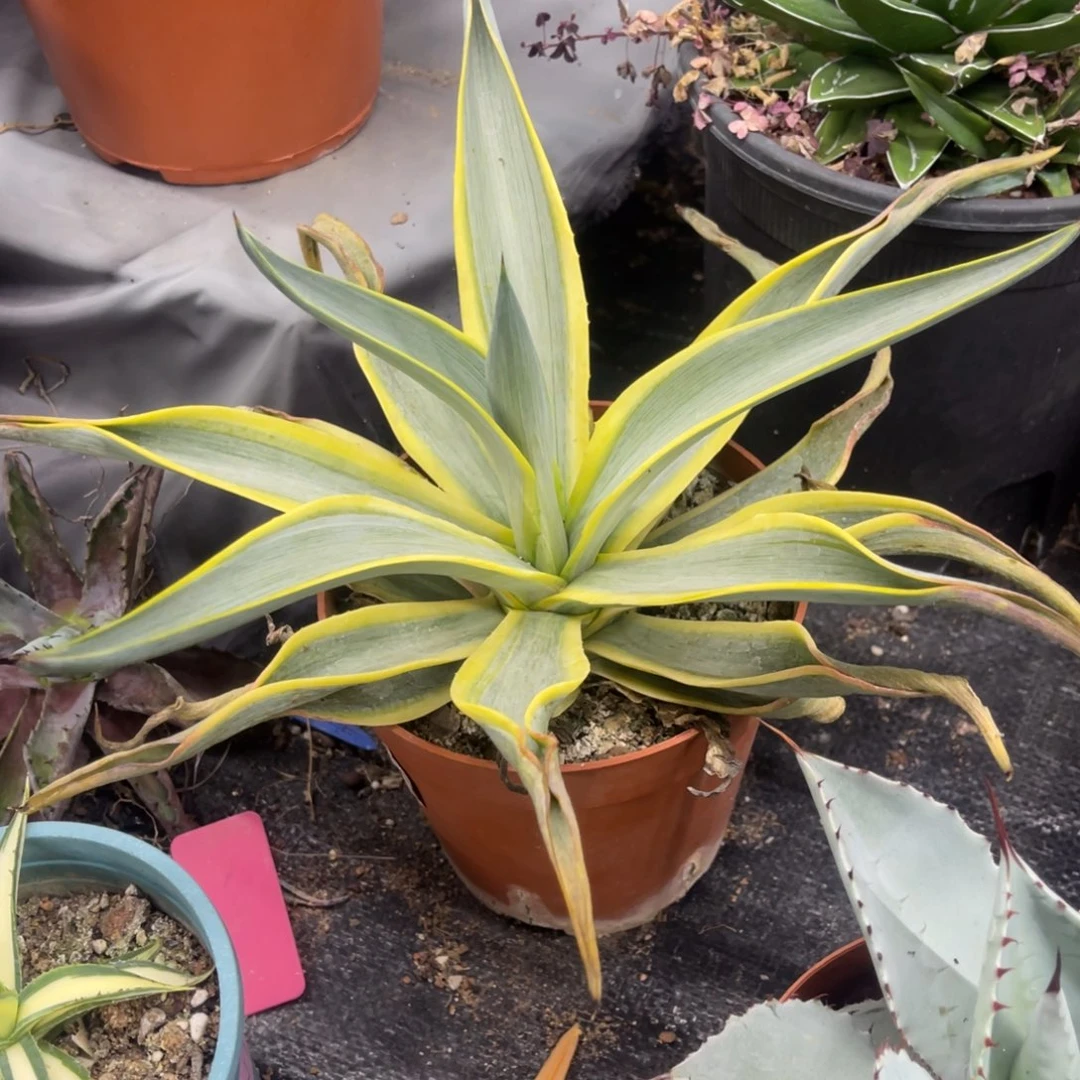 银河旅人龙舌兰系列