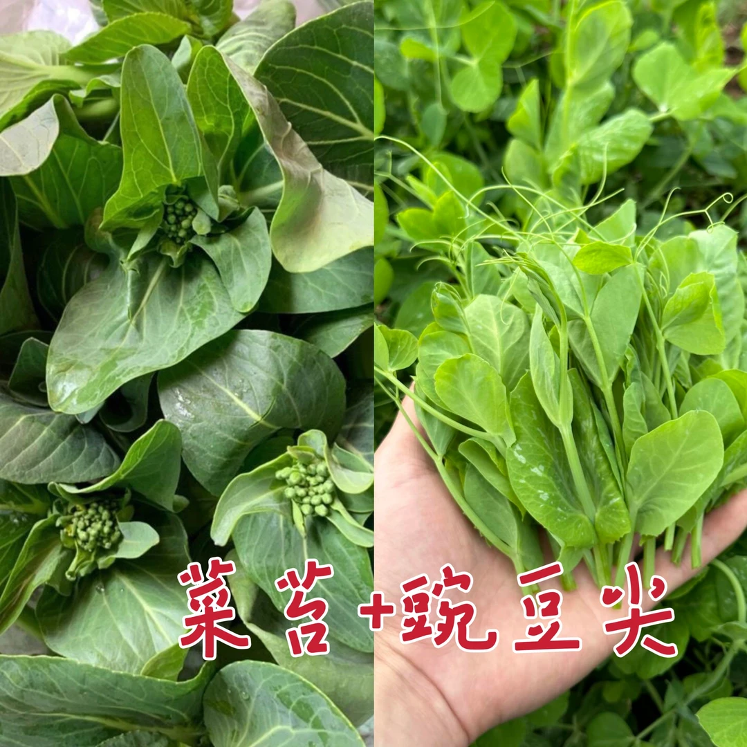 【顺丰】当季蔬菜组合露天青菜苔鲜嫩豌豆尖现摘现发5斤