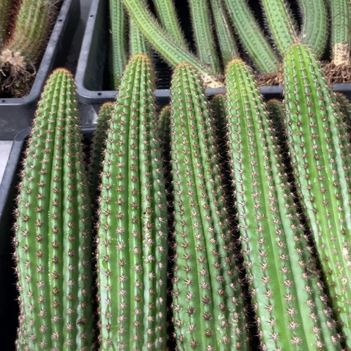 自根金妞卡布奇诺保20上