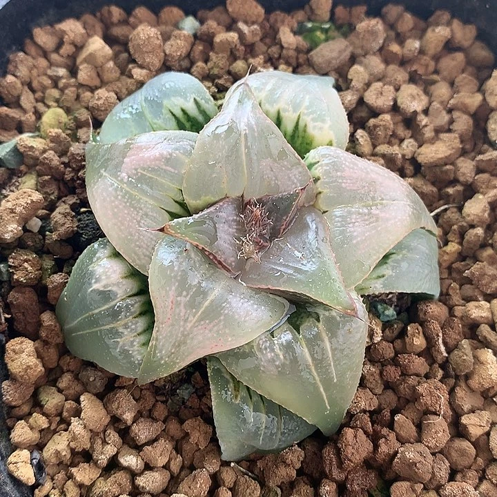 芭提雅玉颜一物一拍