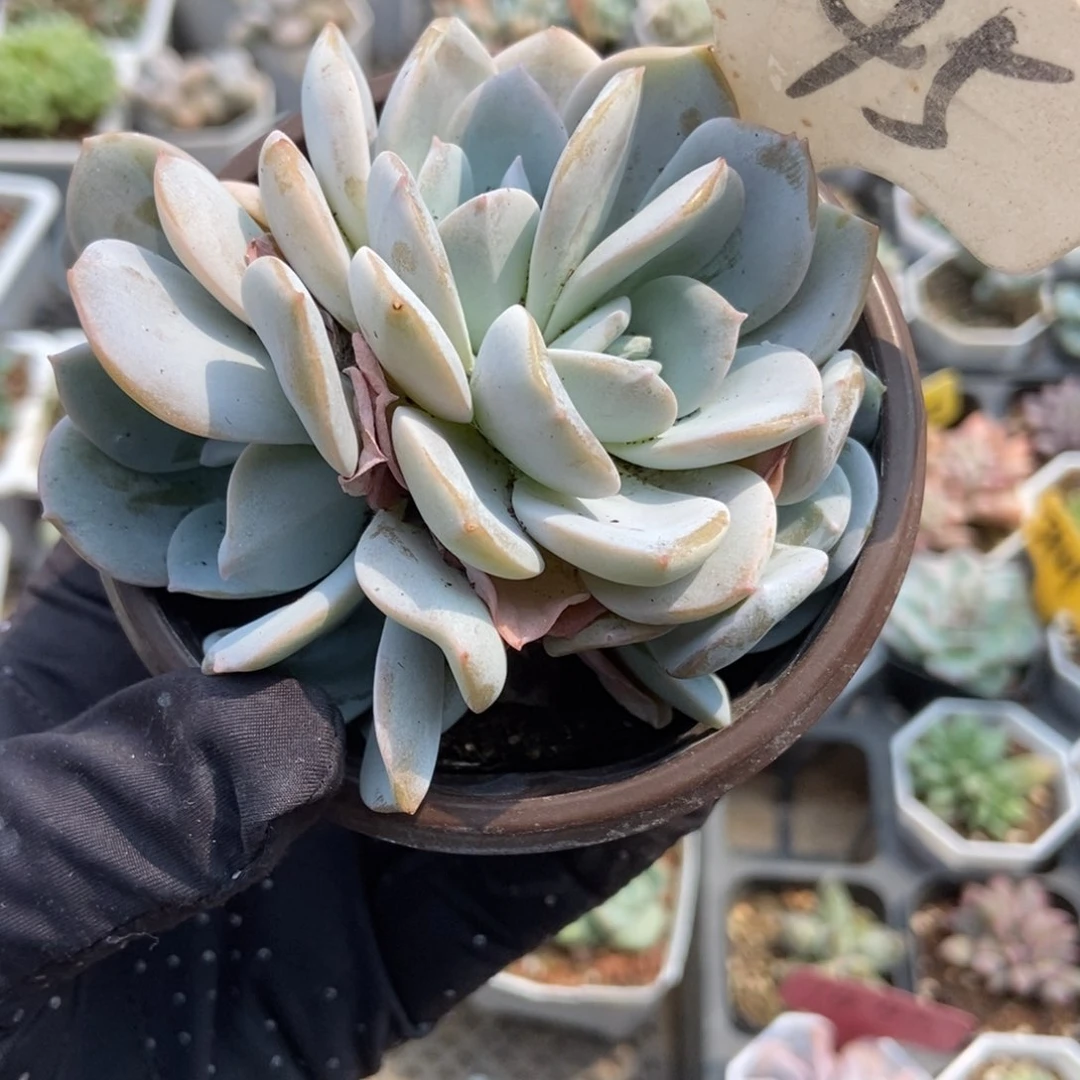 245白茶多肉植物保护