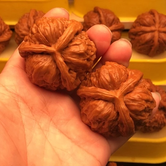 微****核桃核桃核桃核桃