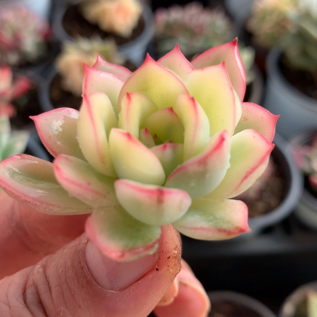 雨燕座侧牙可嫁接j j j j