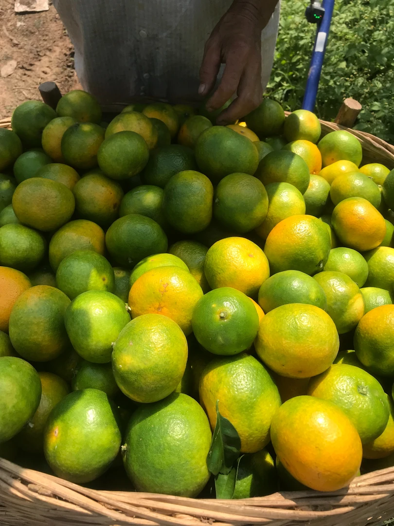 现摘现发云南青皮蜜橘新鲜应季水果孕妇适用产地直发无籽无核桔子