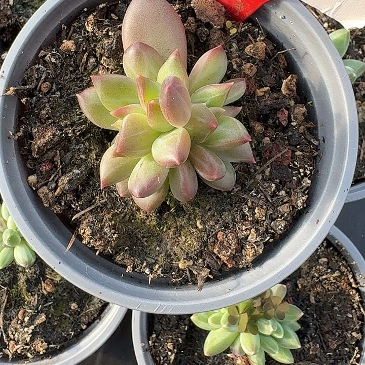 美人451多肉植物