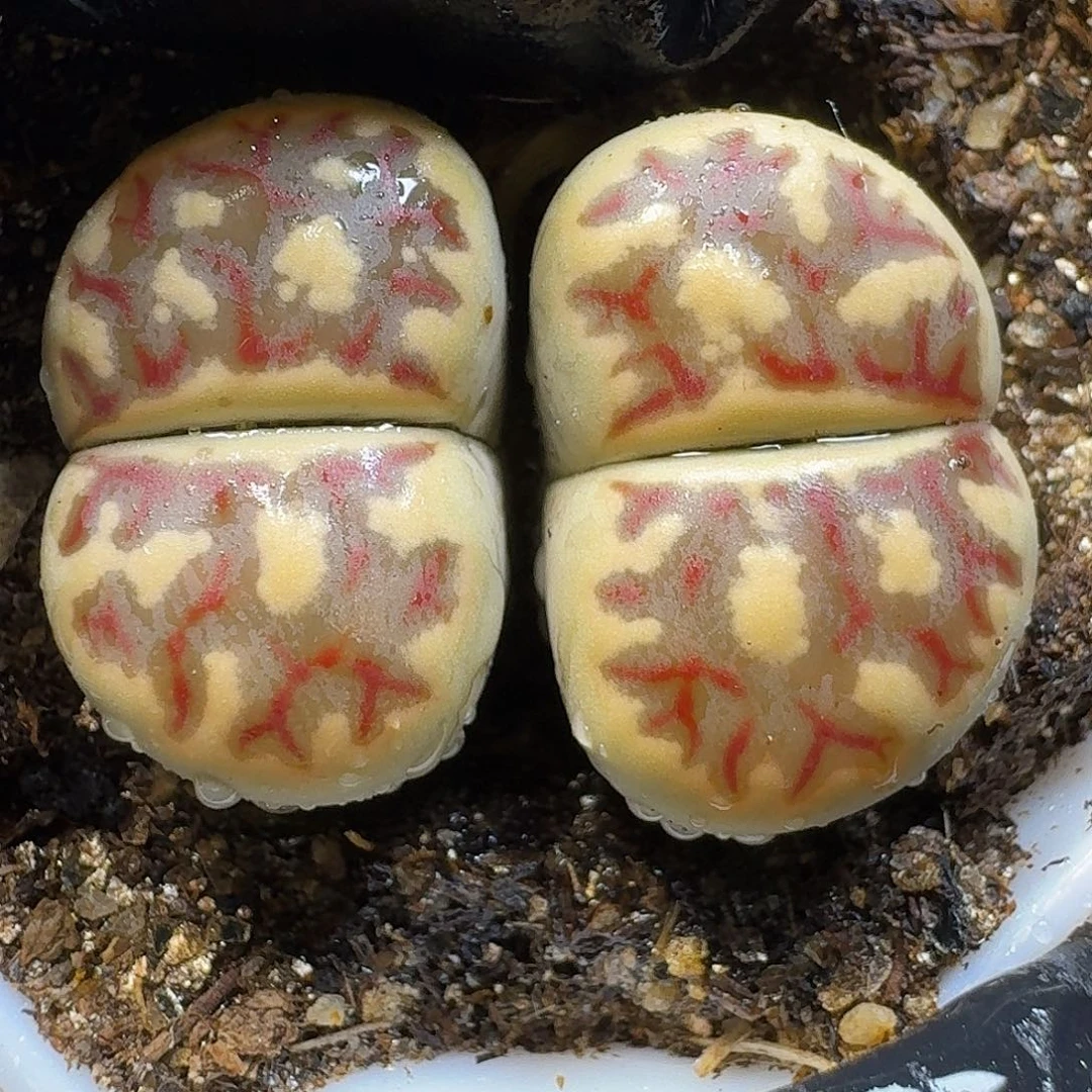 生石花111111。   197