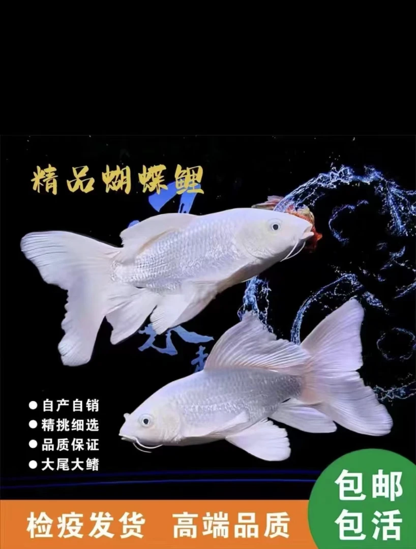 纯种台湾蝴蝶鲤鱼贵妃体白色普身淡水好养耐活活体发货