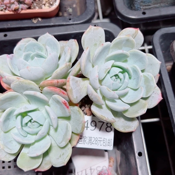 幸运的是我还没遇到幸运