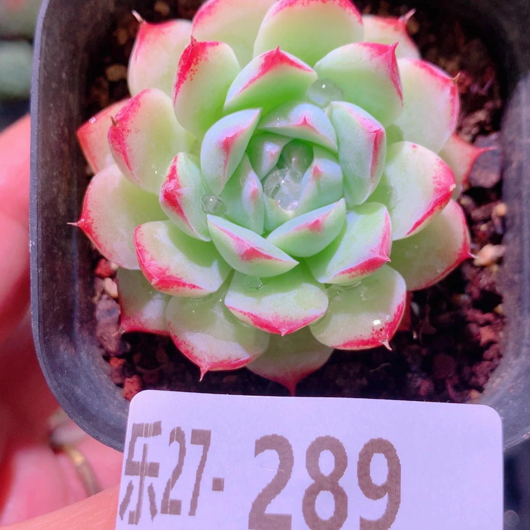 乐然27-289 美瞳单头