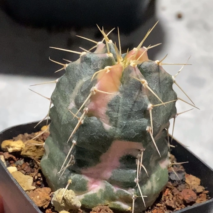 完全开放宇宙殿锦仙人球