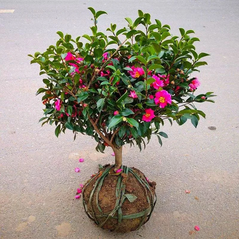茶梅花苗树小玫瑰茶梅球财神朝仓茶花盆栽盆景四季开带苞庭院绿化