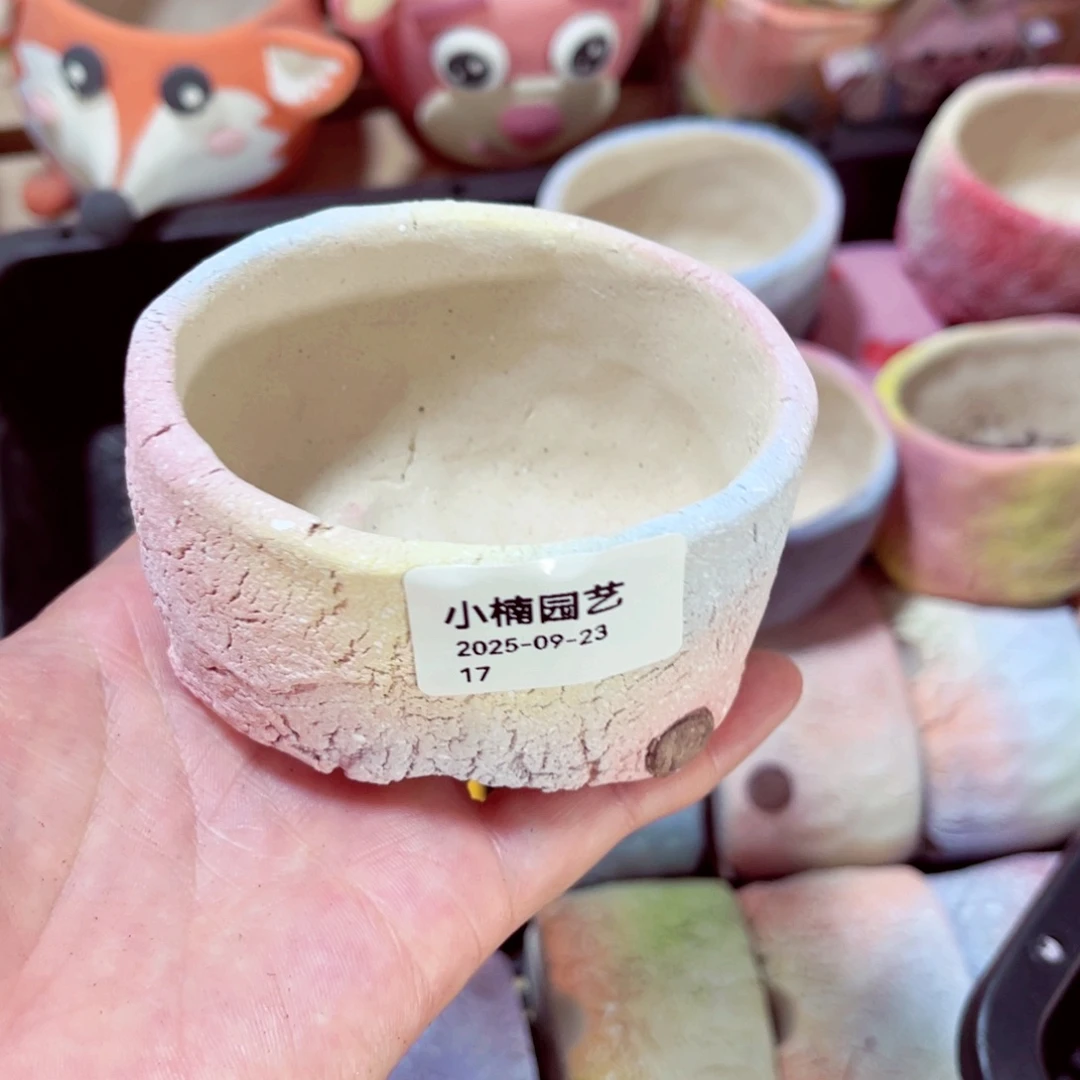 ****.17号带盆包邮发货