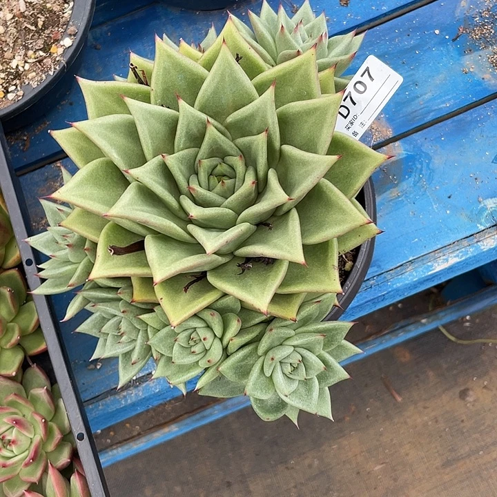 若如东云单拍D707