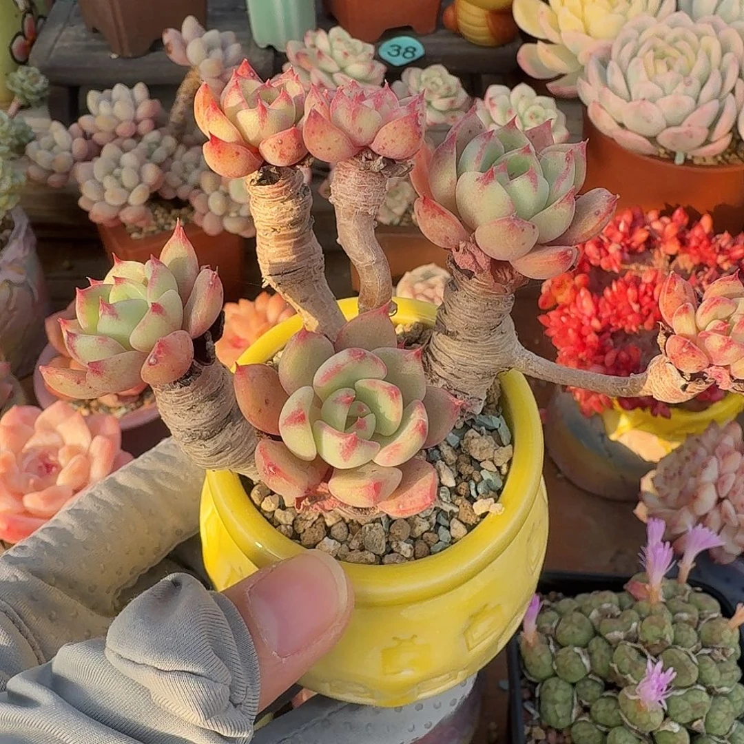 娜娜小勾 多肉含盆土 一物一拍