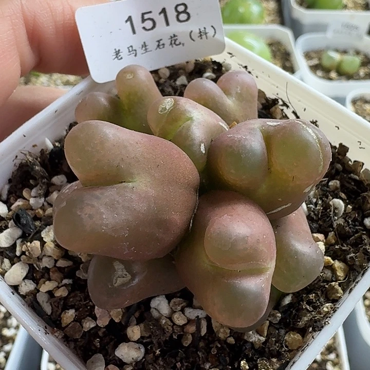 老马生石花八头毛1518