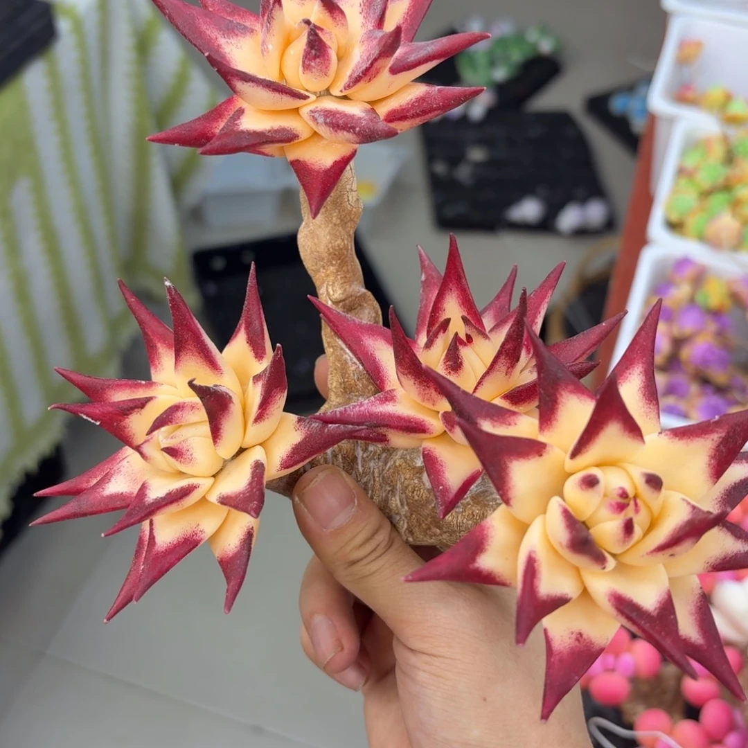 吡***啶树脂589号哦哦哦哦哦哦哦