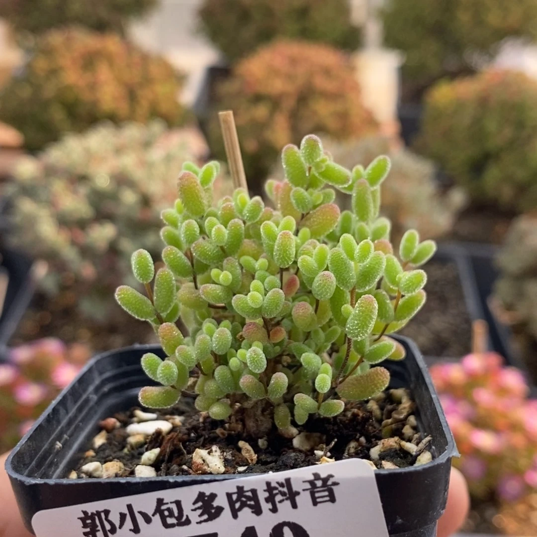 蜜橘糖球1740枝干番杏