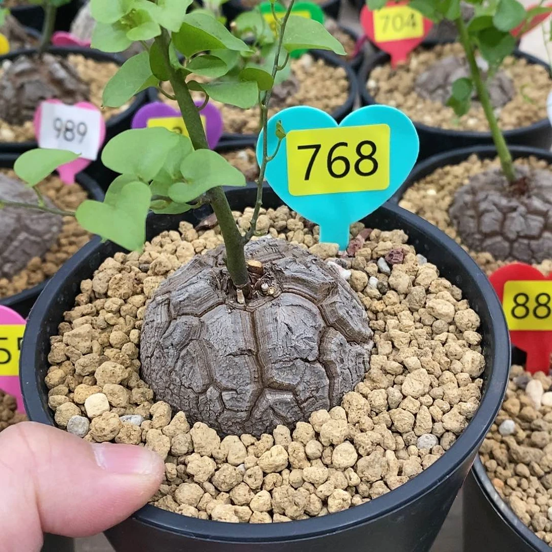 南非龟甲龙龟甲龙