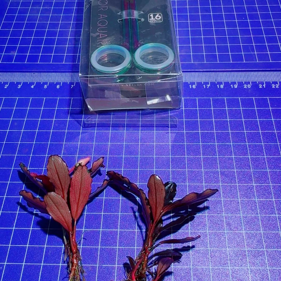 无花朵辣椒榕福利黑海