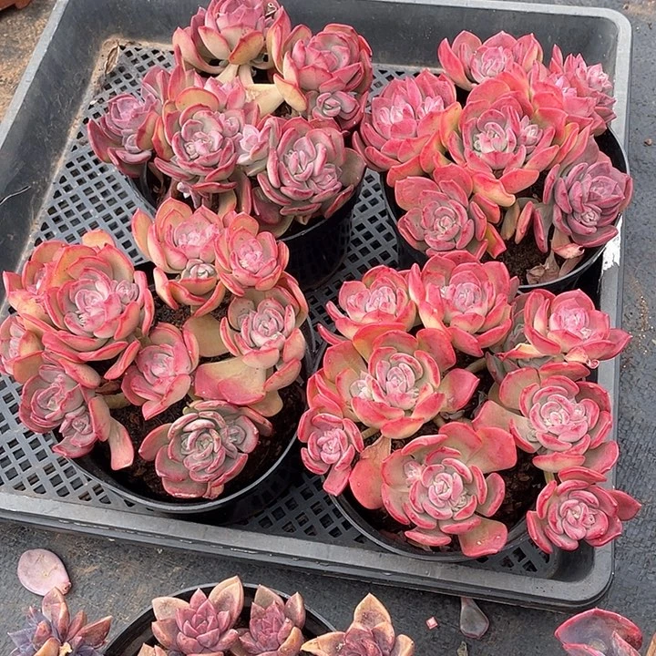 巧乐兹35米 量拍多肉