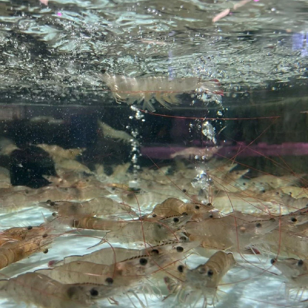 鲜活基围虾1斤(20只左右/1斤)游水鲜活虾充氧配送.需要几份拍几份大虾同城送