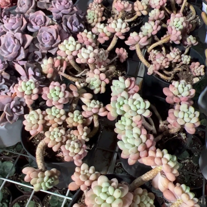 新疆包邮 鱼子酱