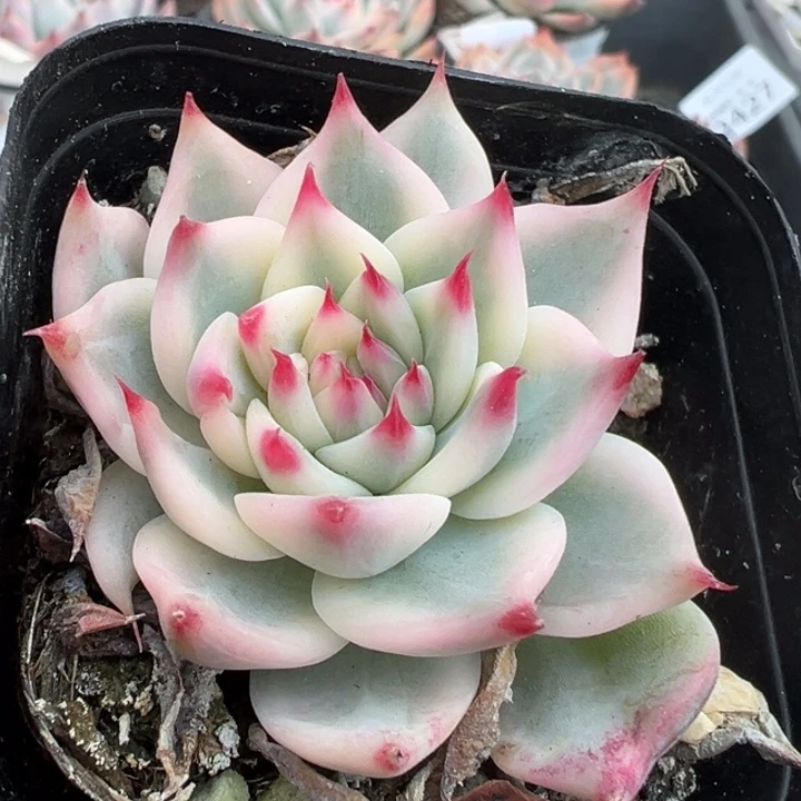 吉娃娃锦多肉植物2429