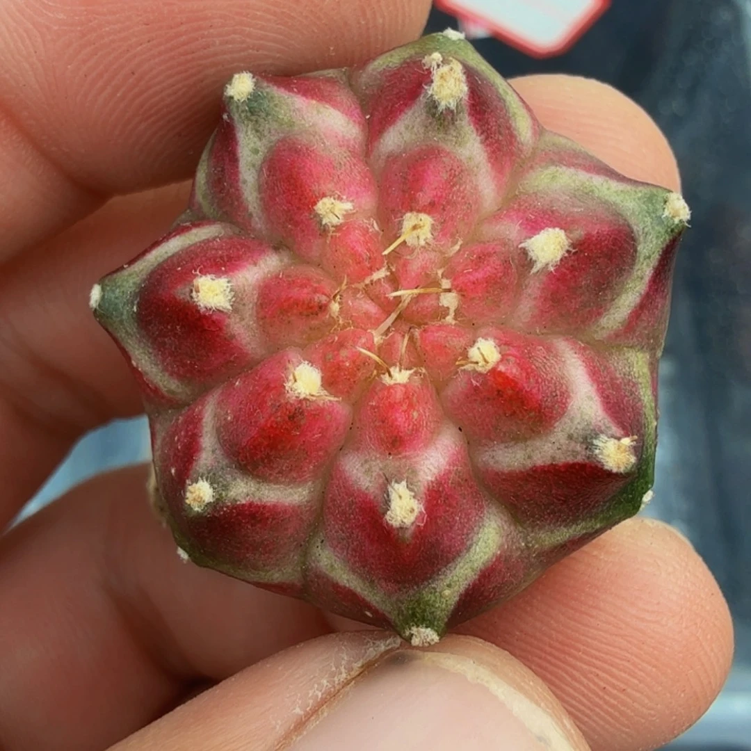 当前无花朵，栽培后可花朵