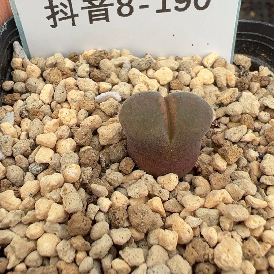 8-190y380风铃多肉