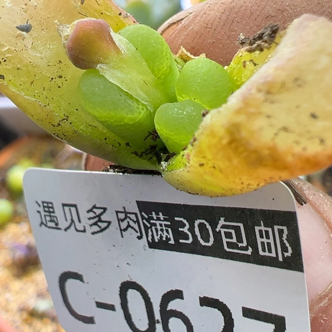 多肉植物11111111111111111