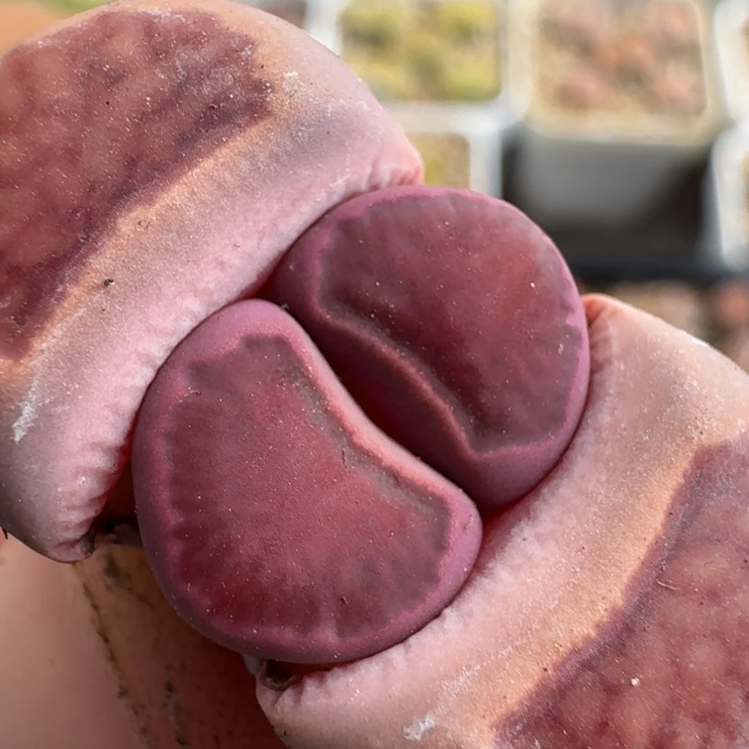 J938全窗丝绒紫菊回交三年