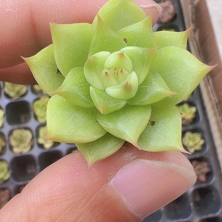 东云系珍妮精品多肉