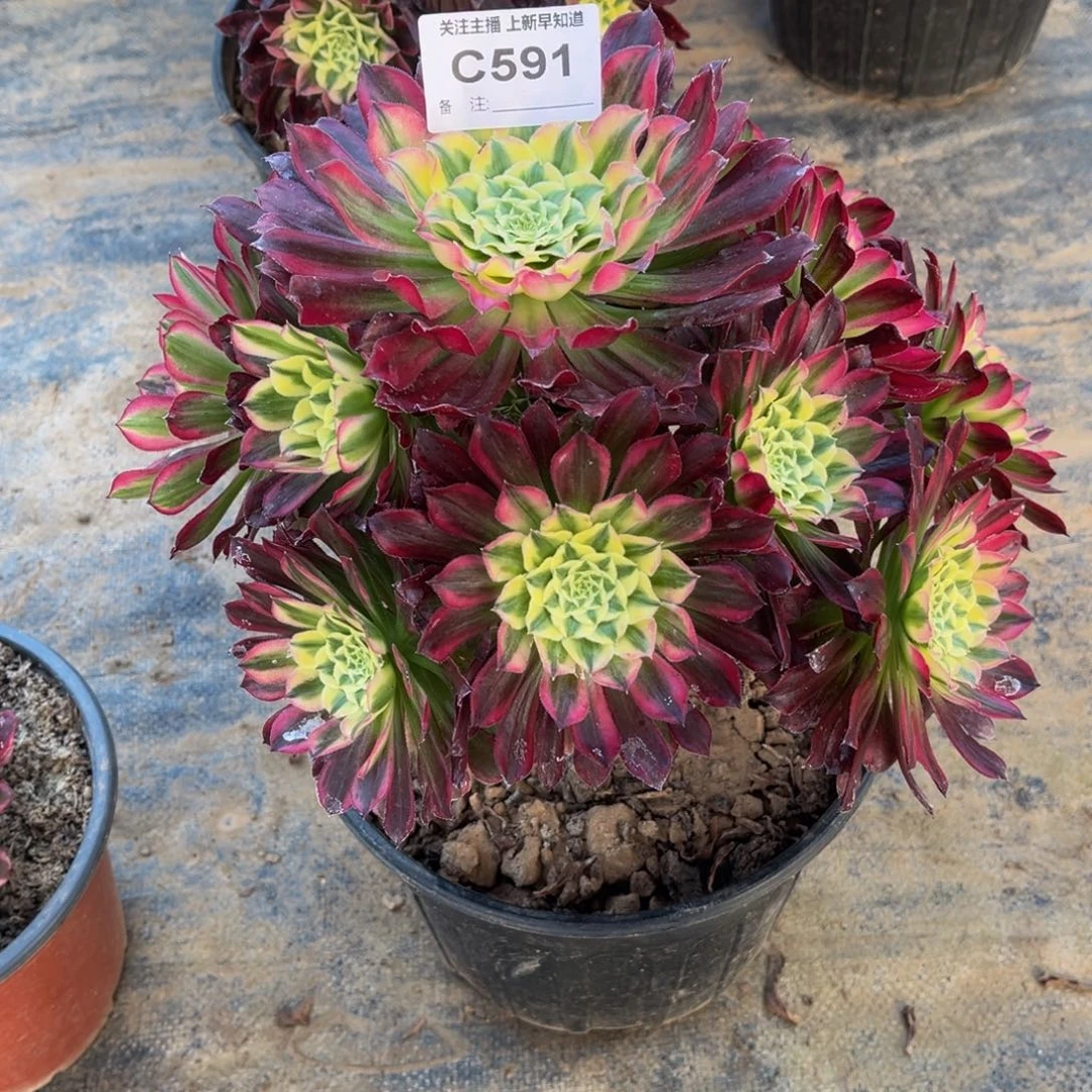 多肉植物591天合